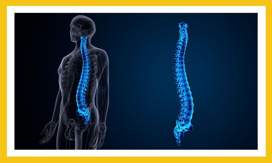courbures colonne vertebrale